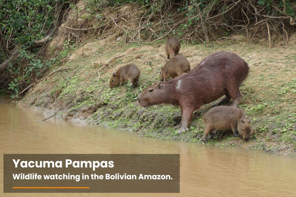 Capybara in the Yacuma Pampas, Bolivia