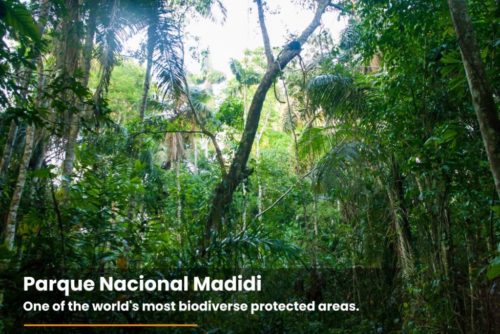 Tropical rainforest in Madidi National Park, Bolivia