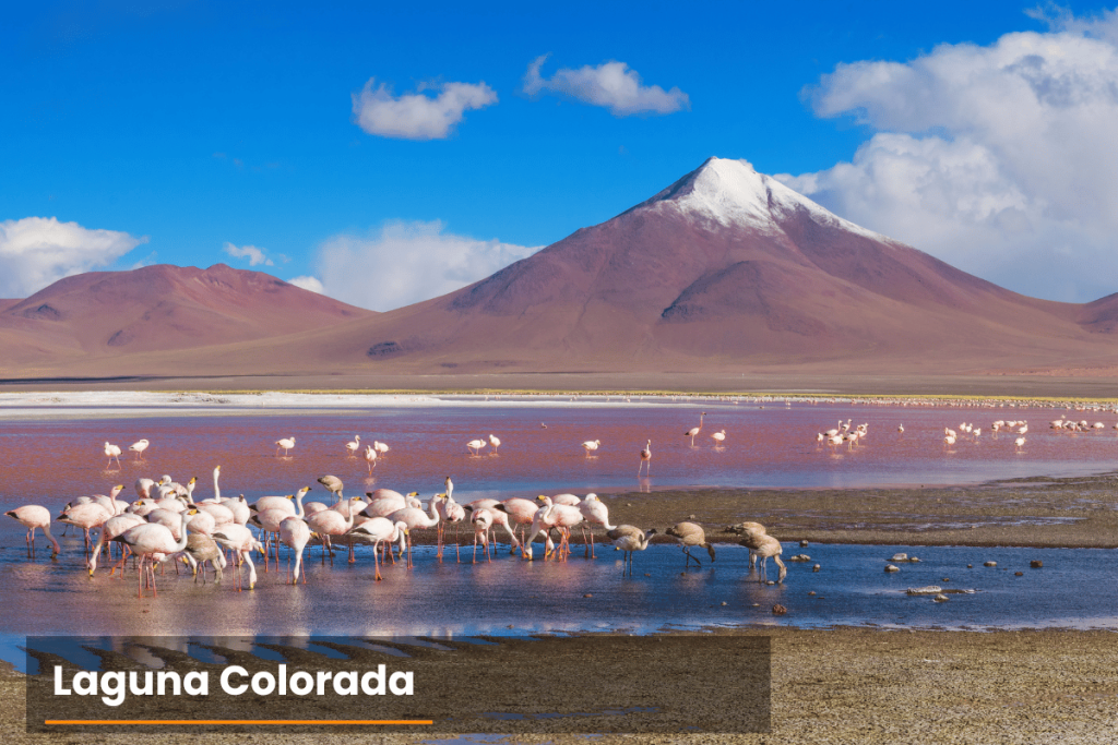 Flamingos at Laguna Colorada during the Uyuni 3-day tour